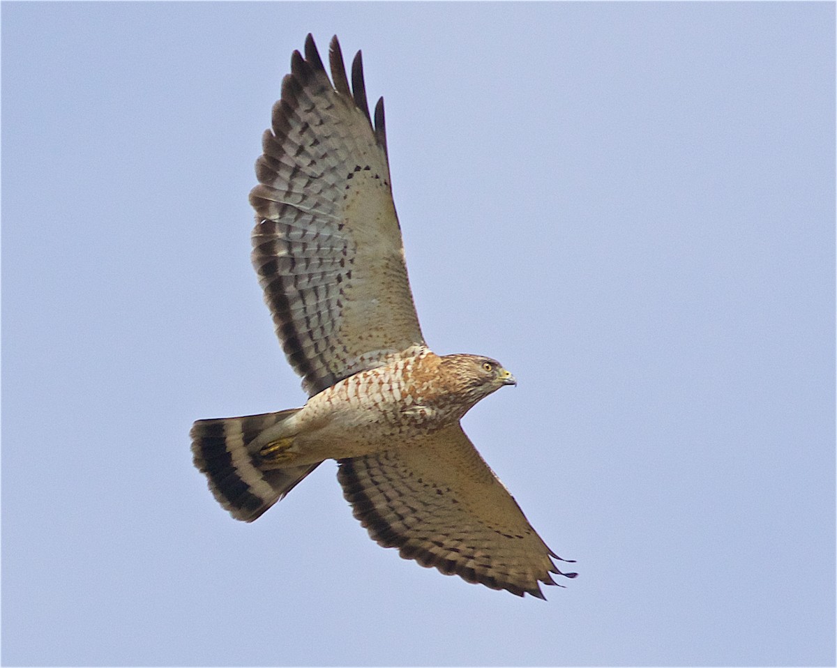 Broad-winged Hawk - ML228449981