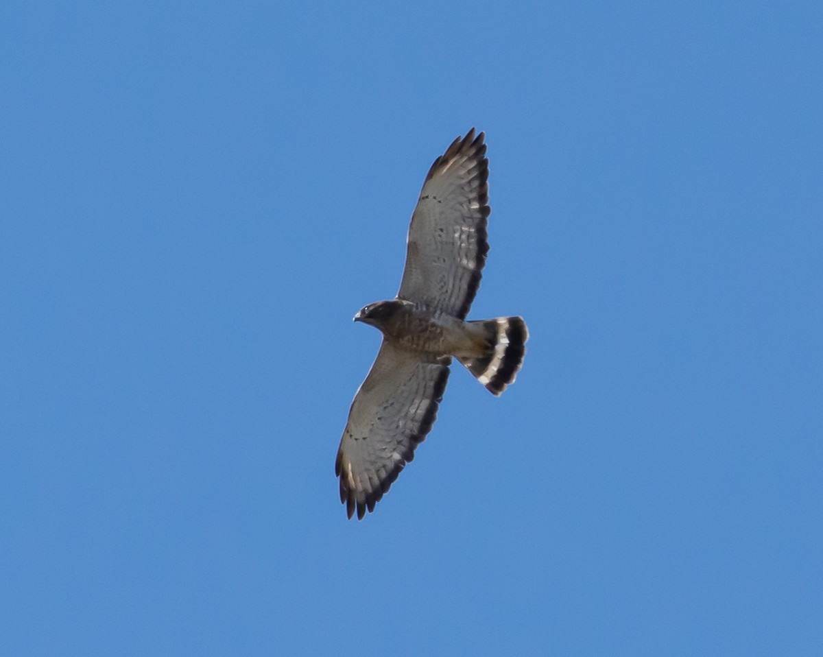 Broad-winged Hawk - shawn mason