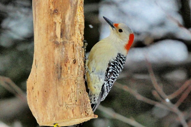 Red-bellied Woodpecker - Ron and Linda (Tozer) Johnston