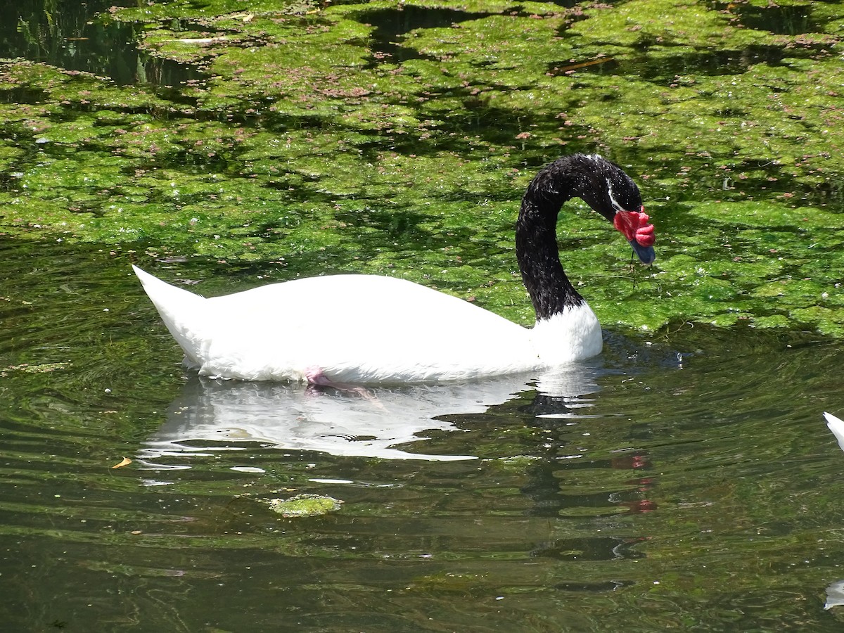 Black-necked Swan - ML228458821