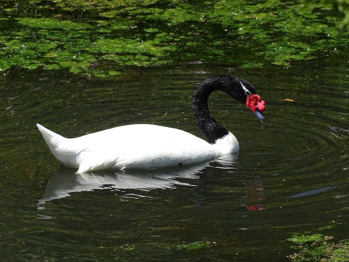 Black-necked Swan - ML228459491