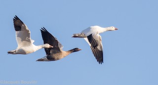 Pink-footed Goose, ML22846061