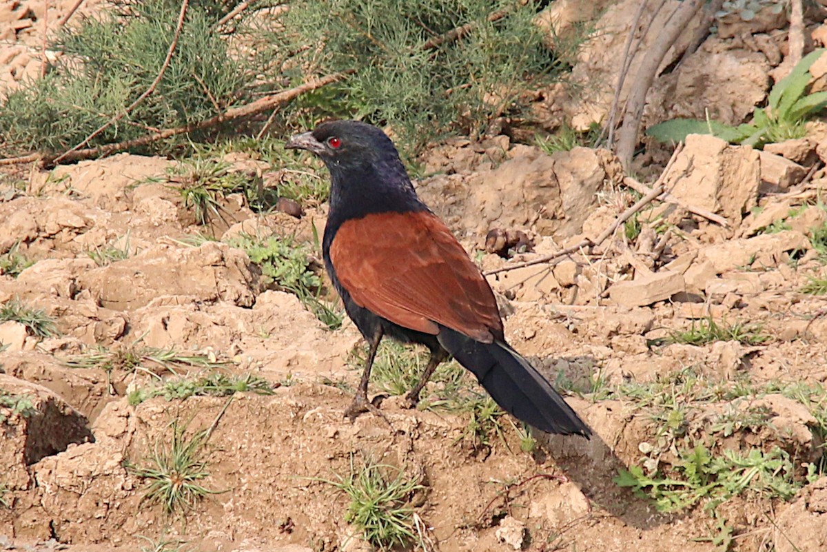 Greater Coucal - Leith Woodall