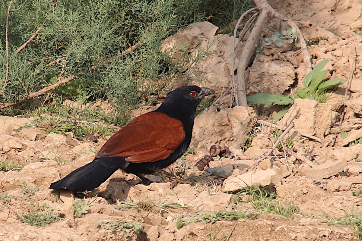 Greater Coucal - ML228461291
