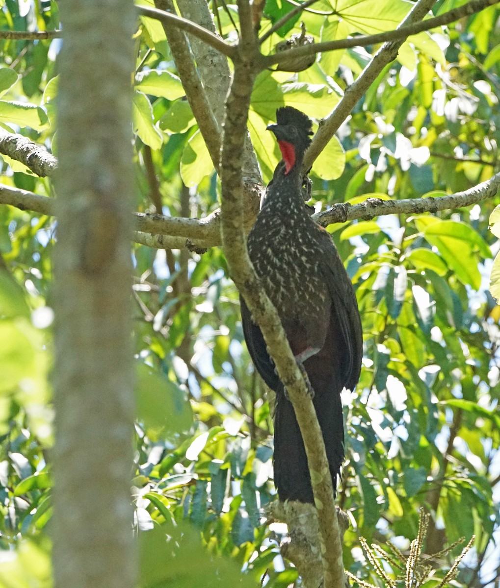 Crested Guan - Michael Smith