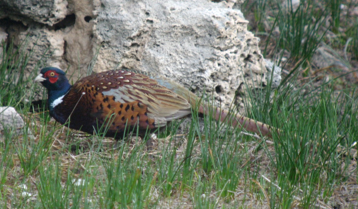 Ring-necked Pheasant - ML228465891