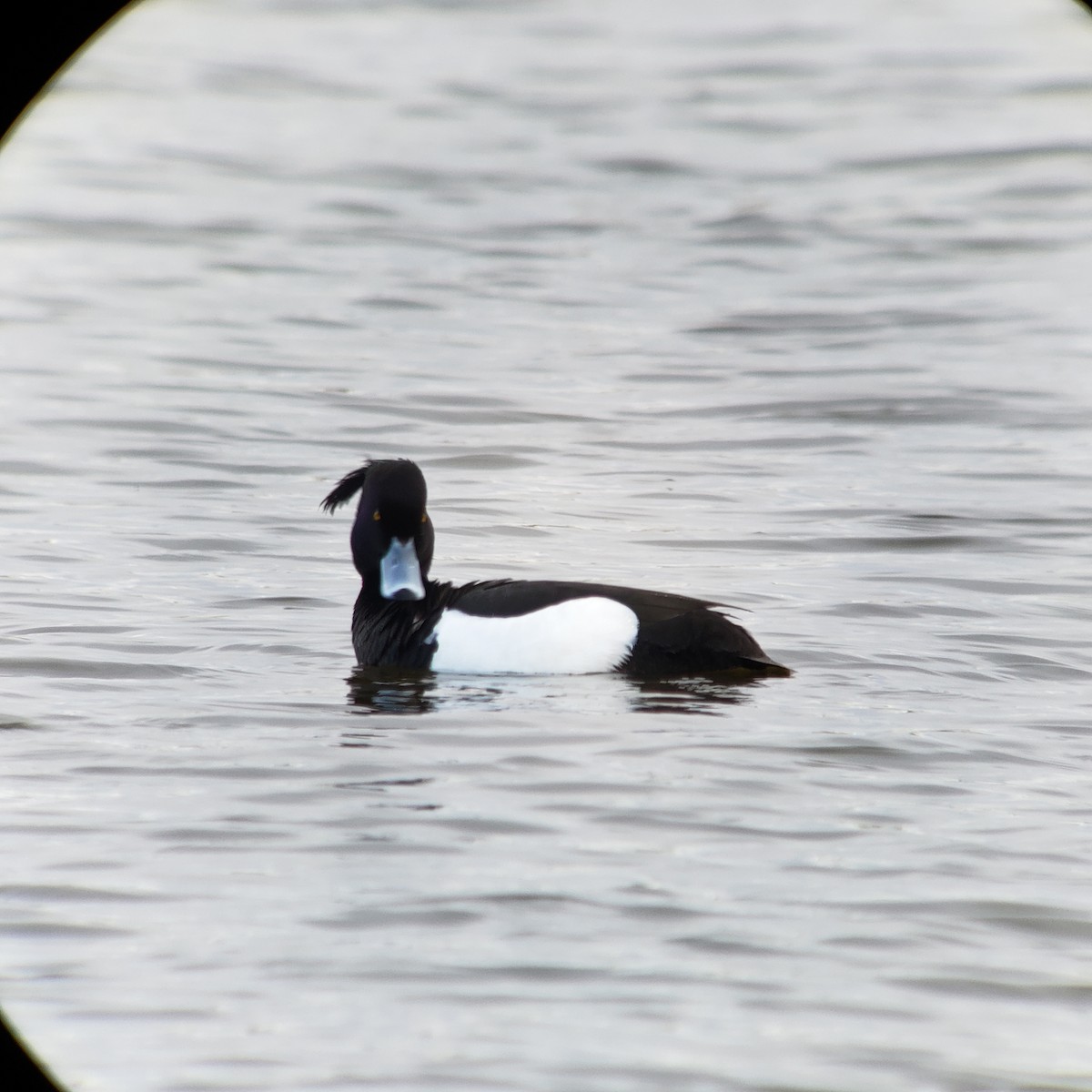 Tufted Duck - Kent Russell