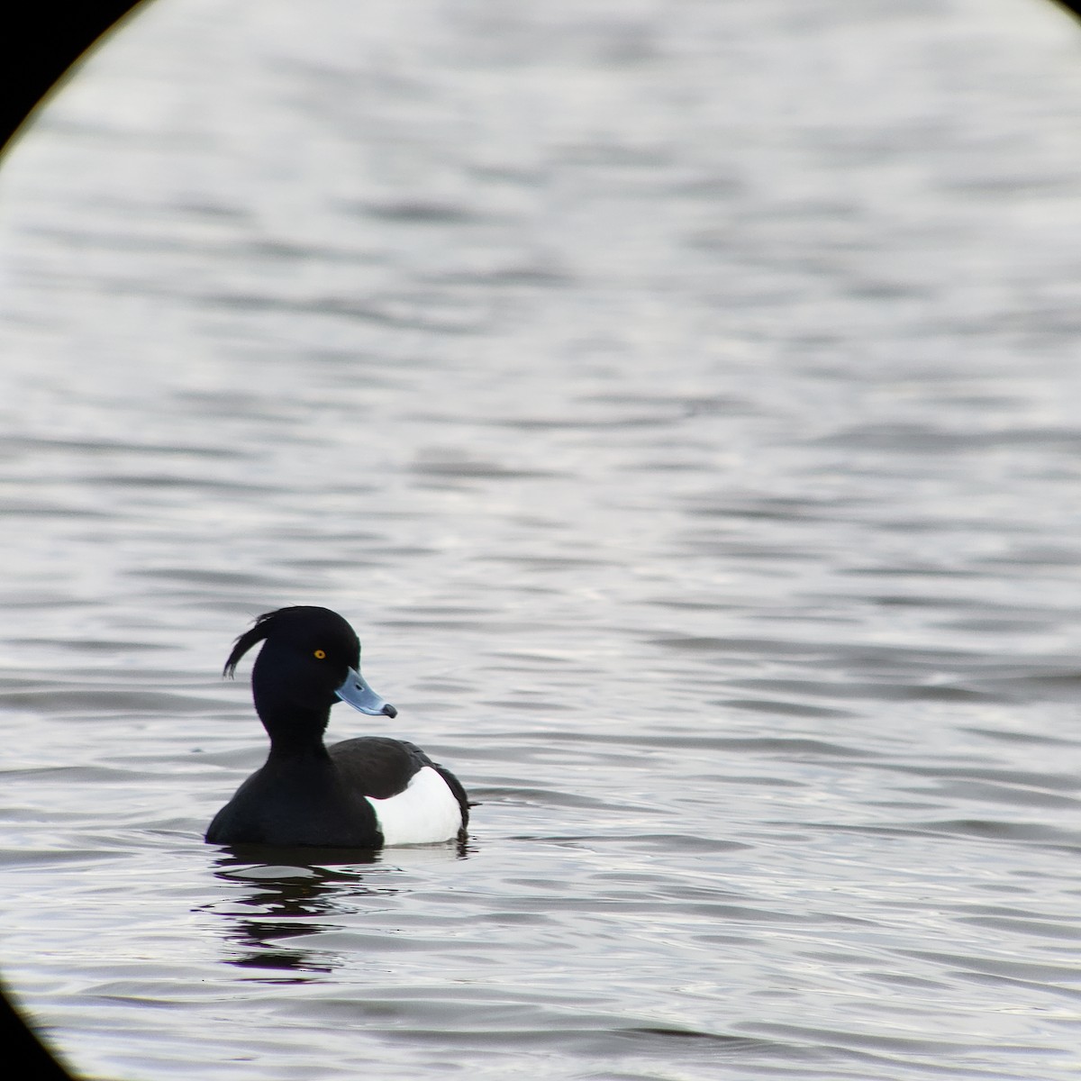 Tufted Duck - ML228469161