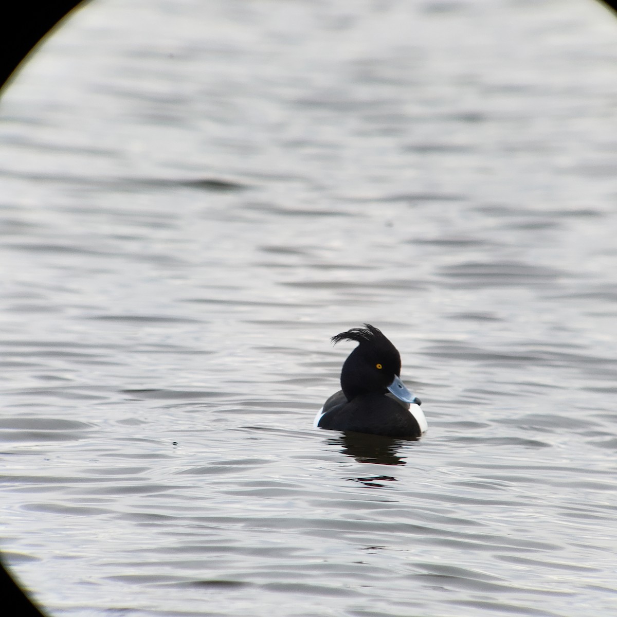 Tufted Duck - ML228469271