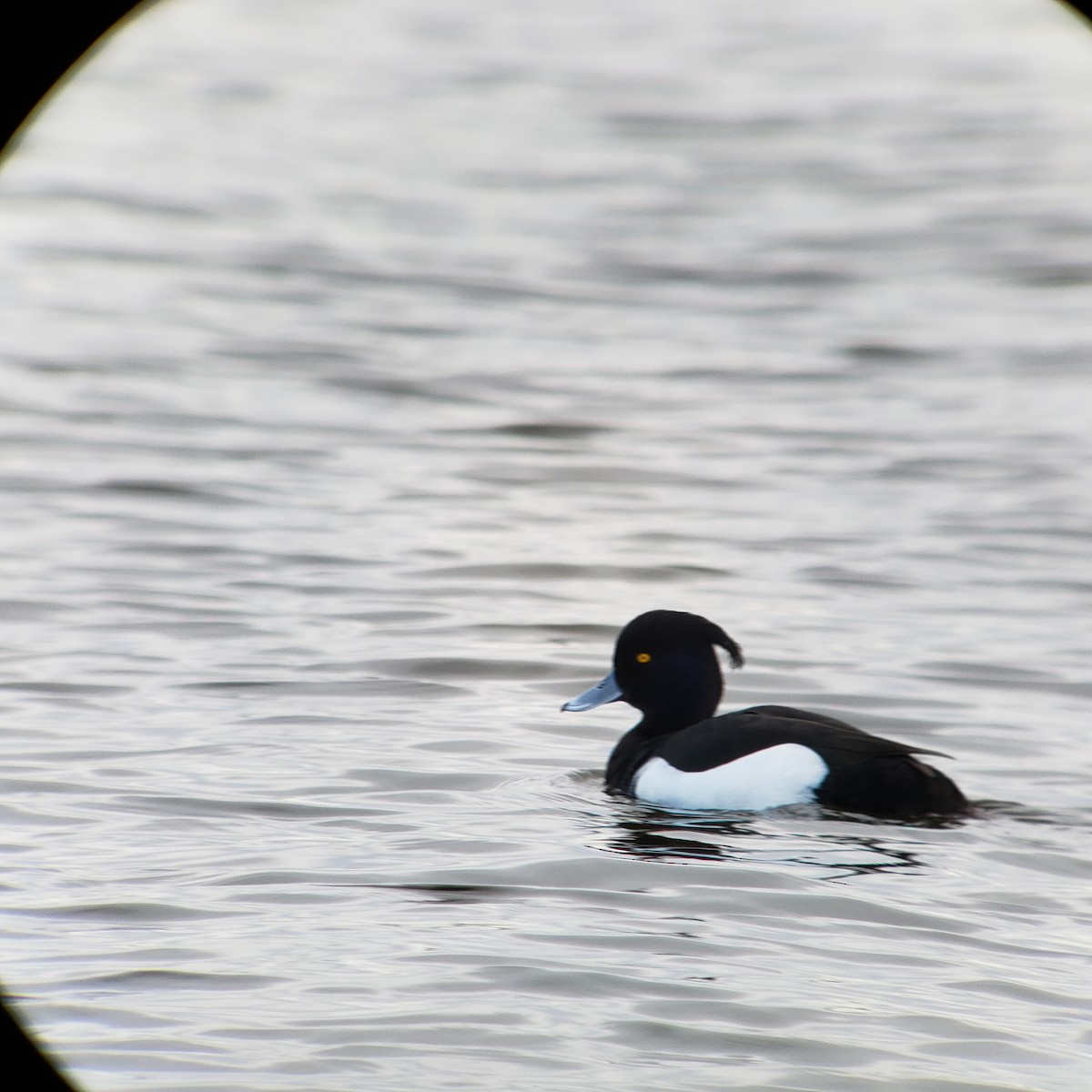 Tufted Duck - ML228469471