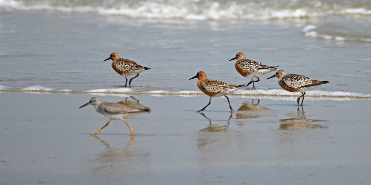 Red Knot - ML228471591