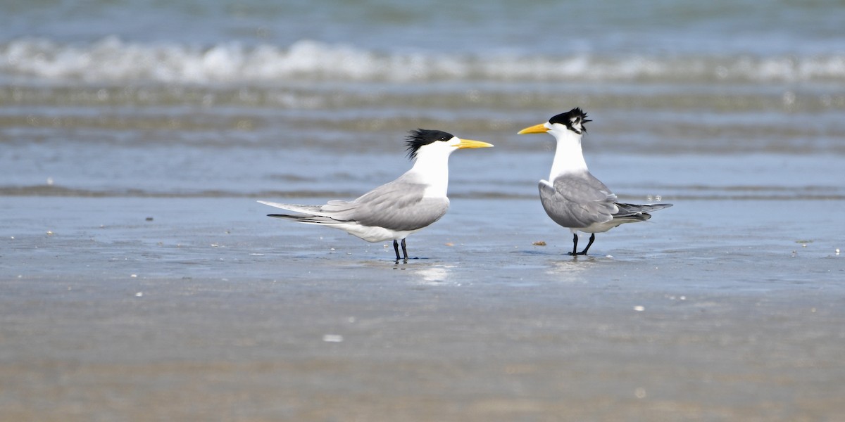 Great Crested Tern - Shigui Huang