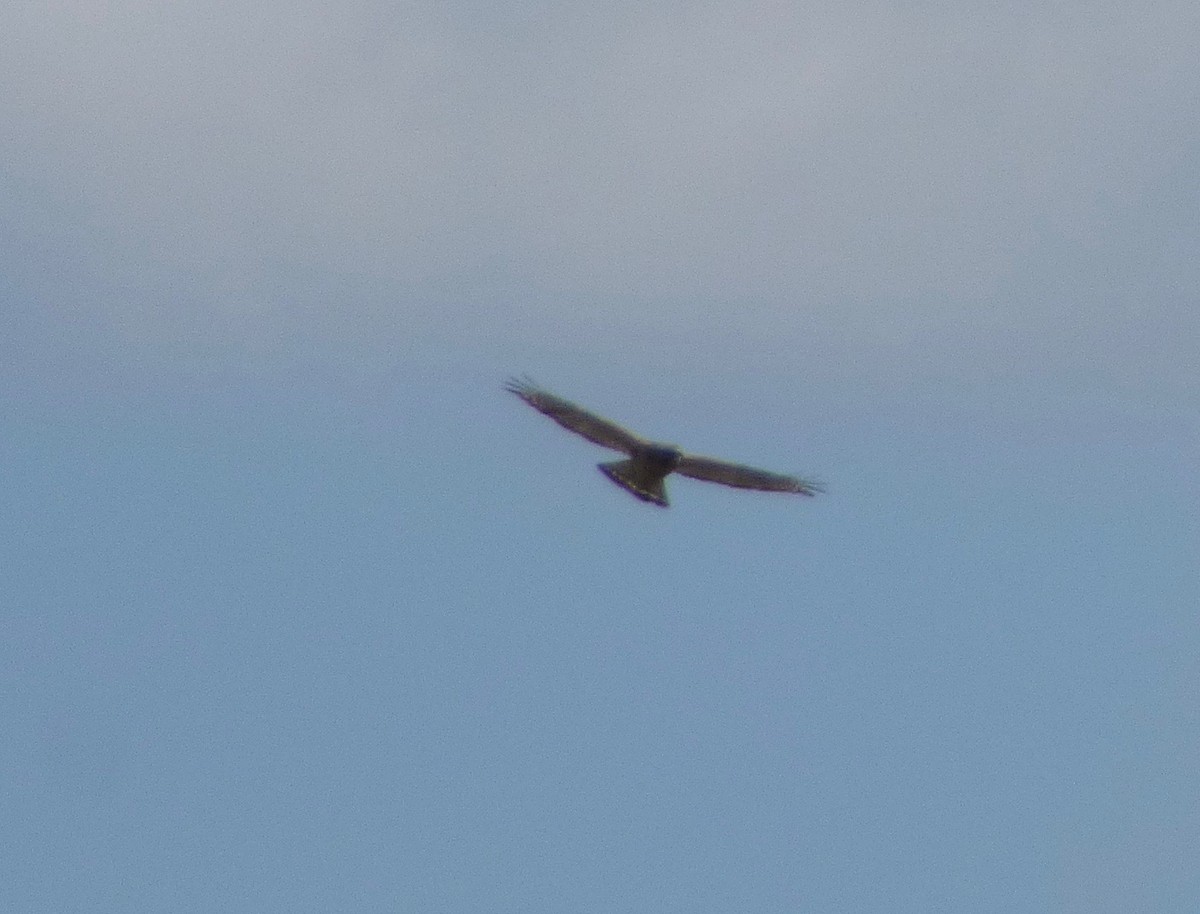 Broad-winged Hawk - ML228482831