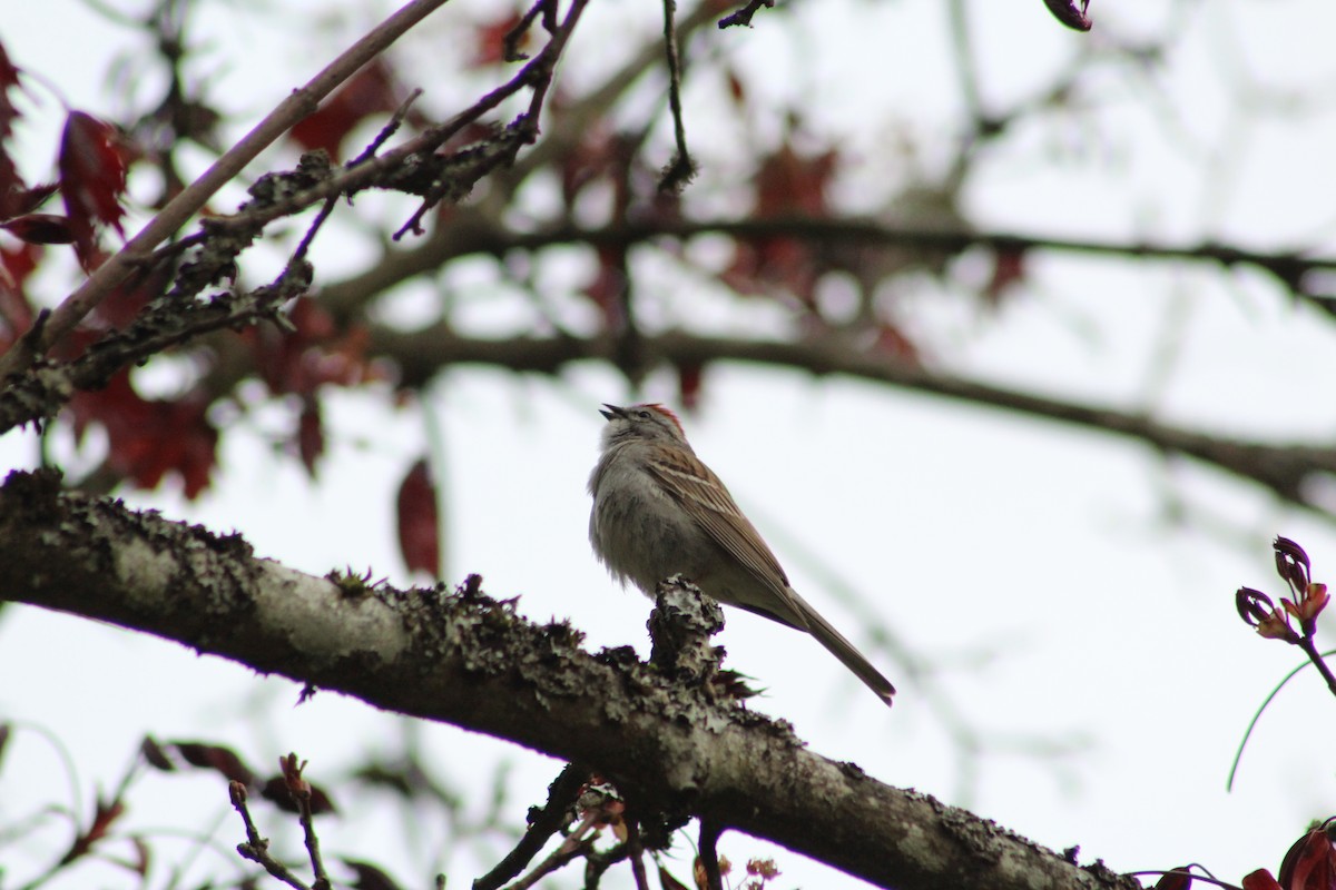 Chipping Sparrow - Curtis Rispin
