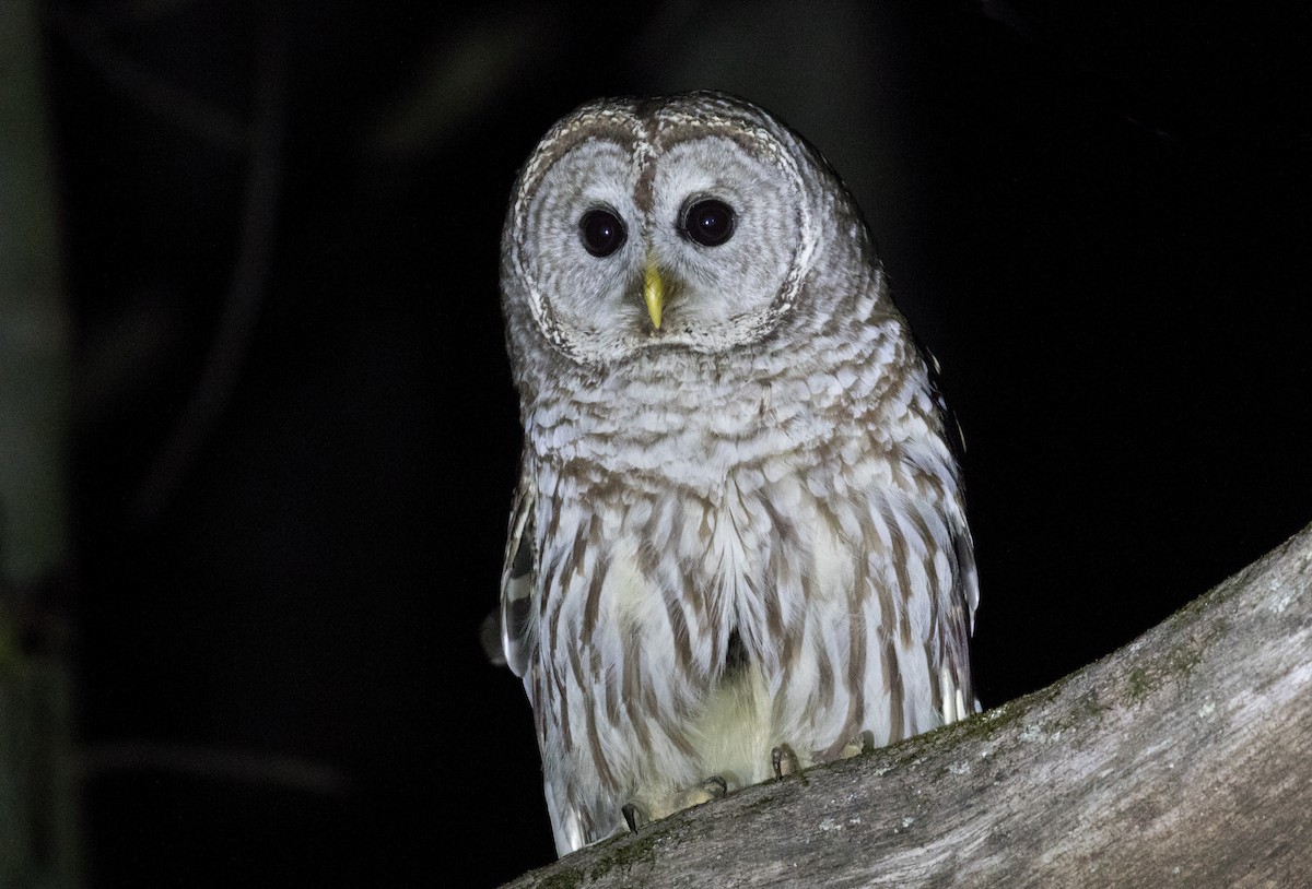 Barred Owl - Simon Best