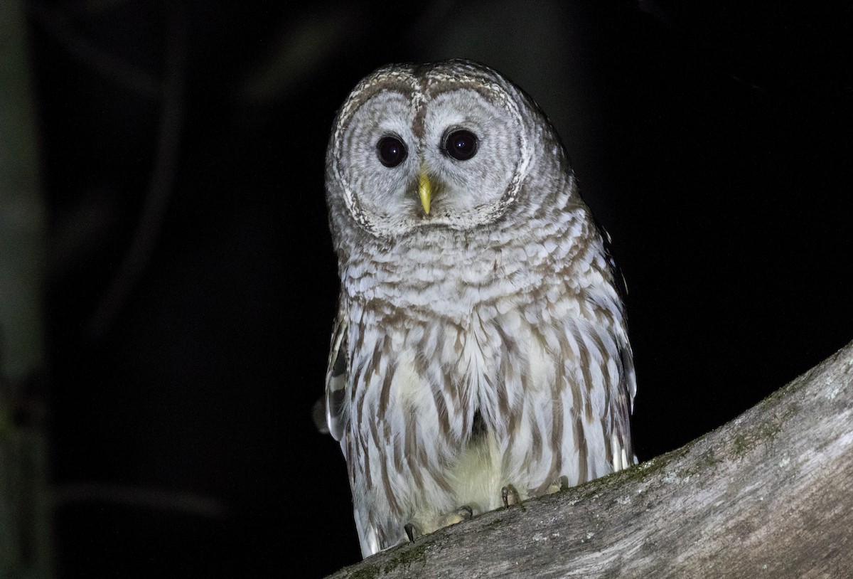 Barred Owl ML228487441