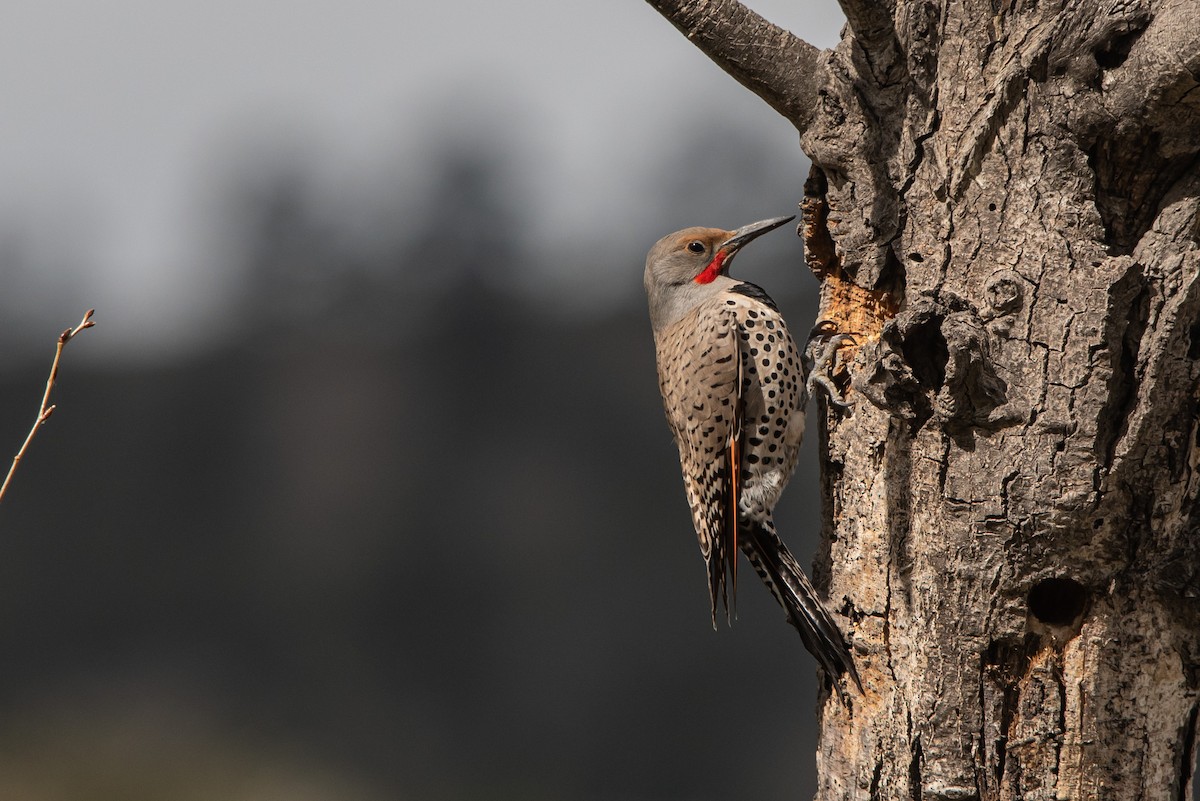 Northern Flicker (Red-shafted) - ML228488121