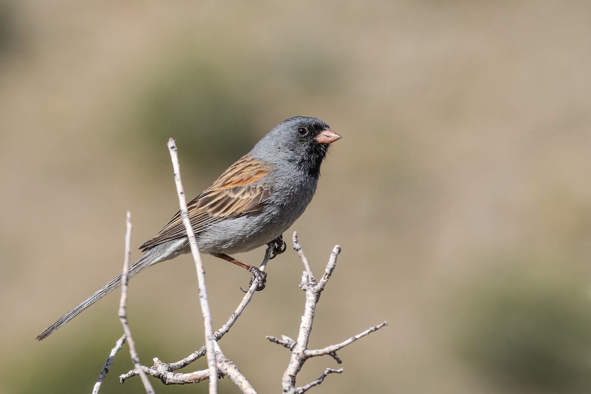 Black-chinned Sparrow - Mike Andersen