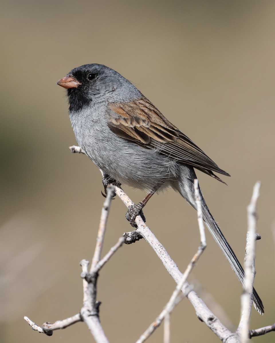 Black-chinned Sparrow - Mike Andersen