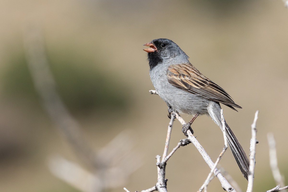 Black-chinned Sparrow - ML228489291