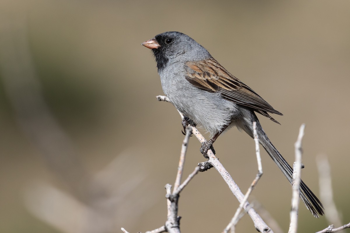 Black-chinned Sparrow - ML228489361