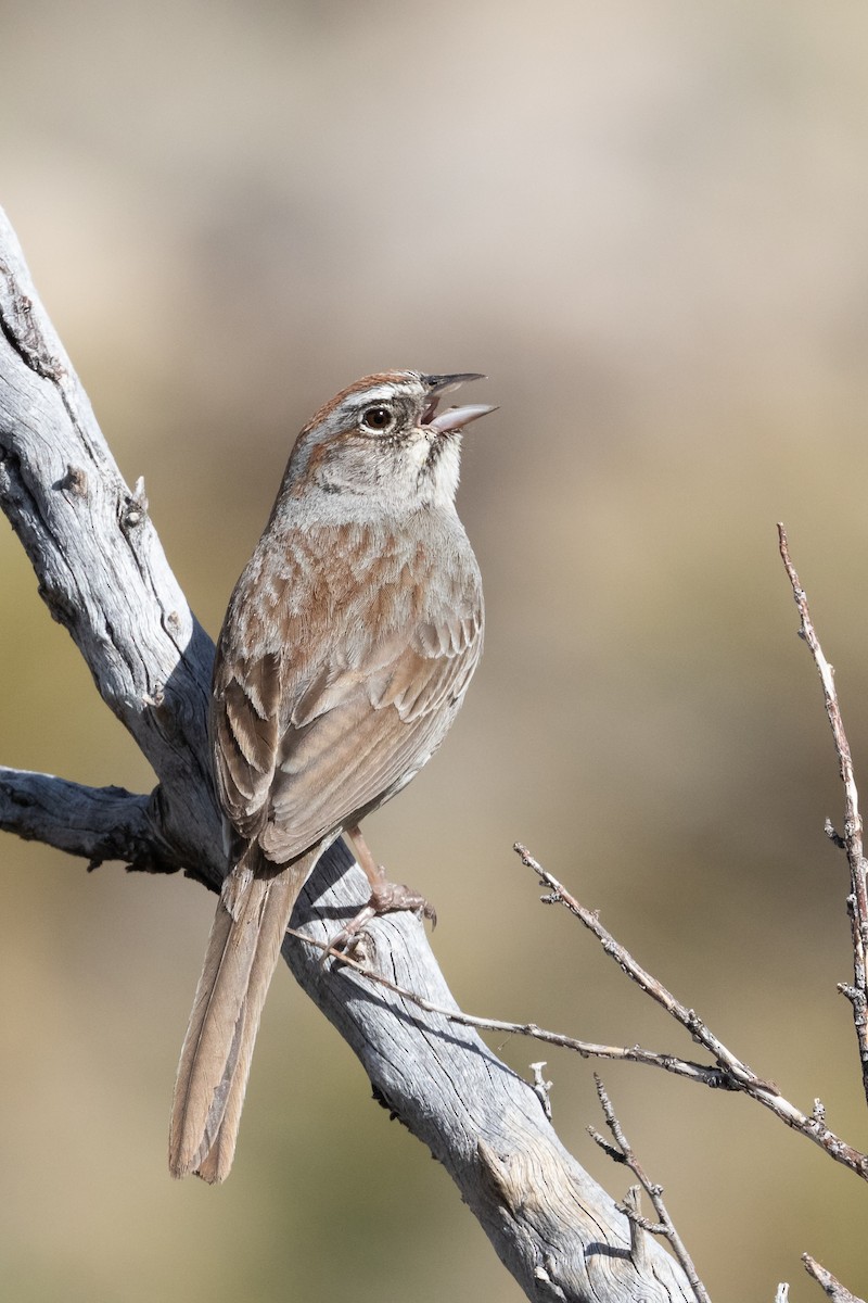 Rufous-crowned Sparrow - Mike Andersen