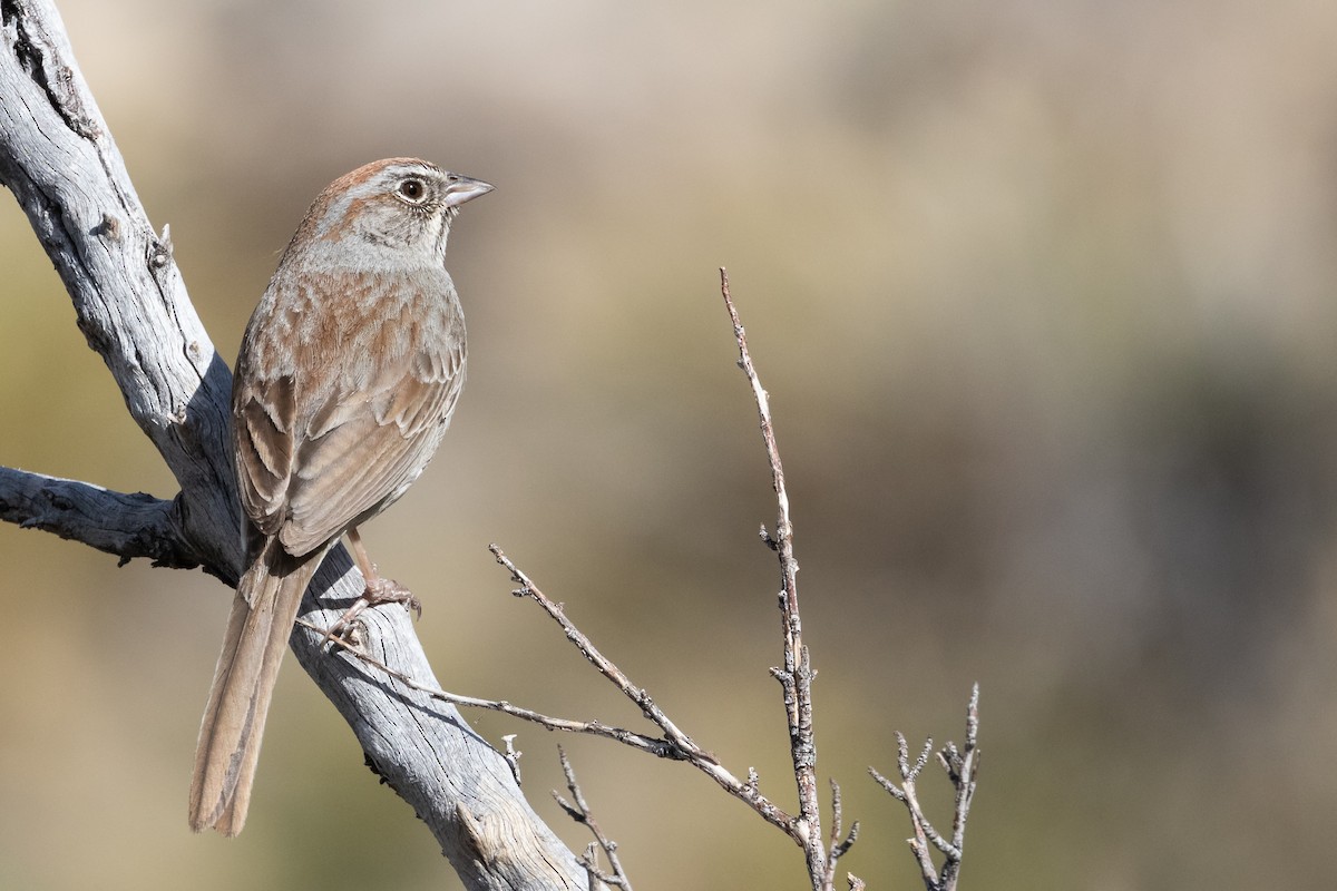 Rufous-crowned Sparrow - ML228492221