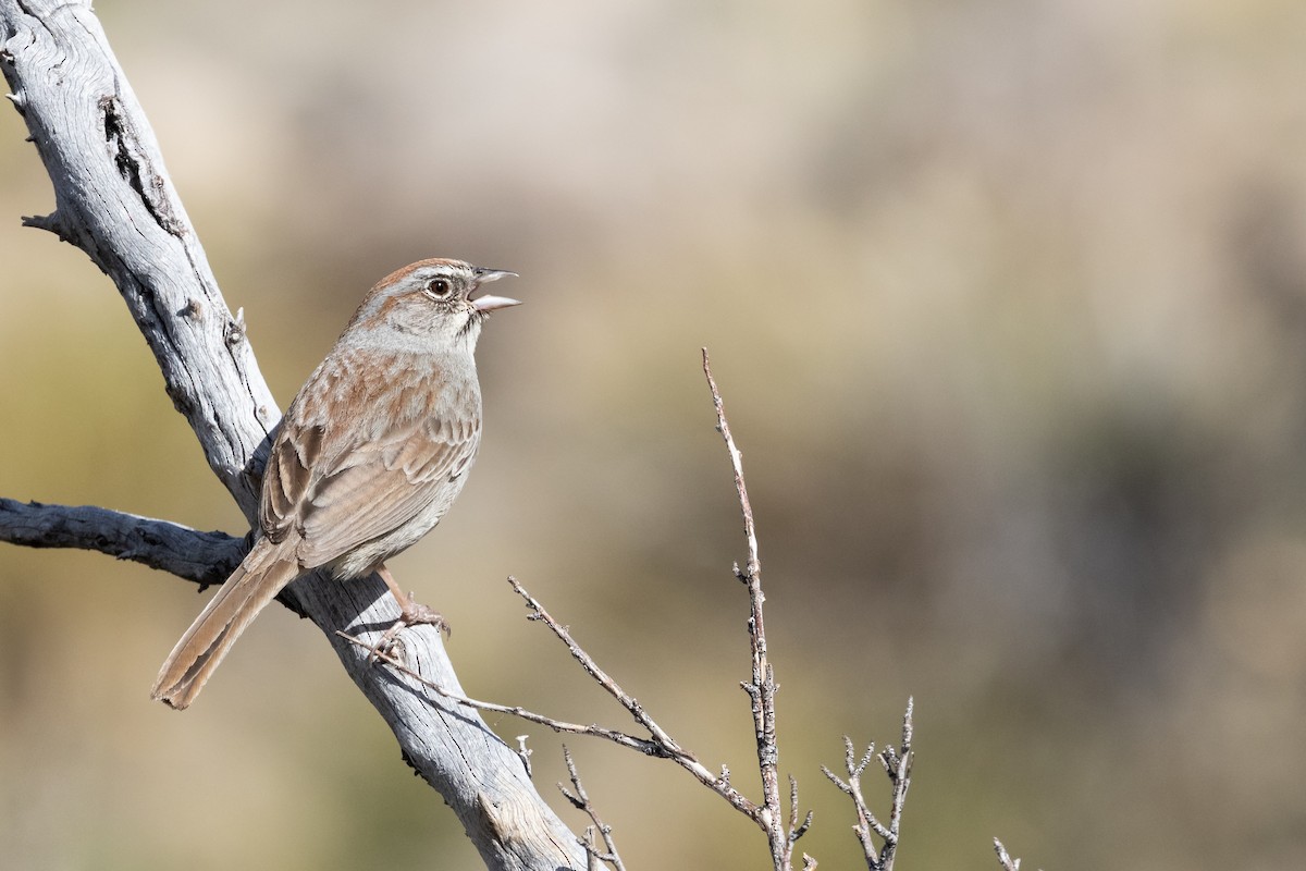 Rufous-crowned Sparrow - ML228492231