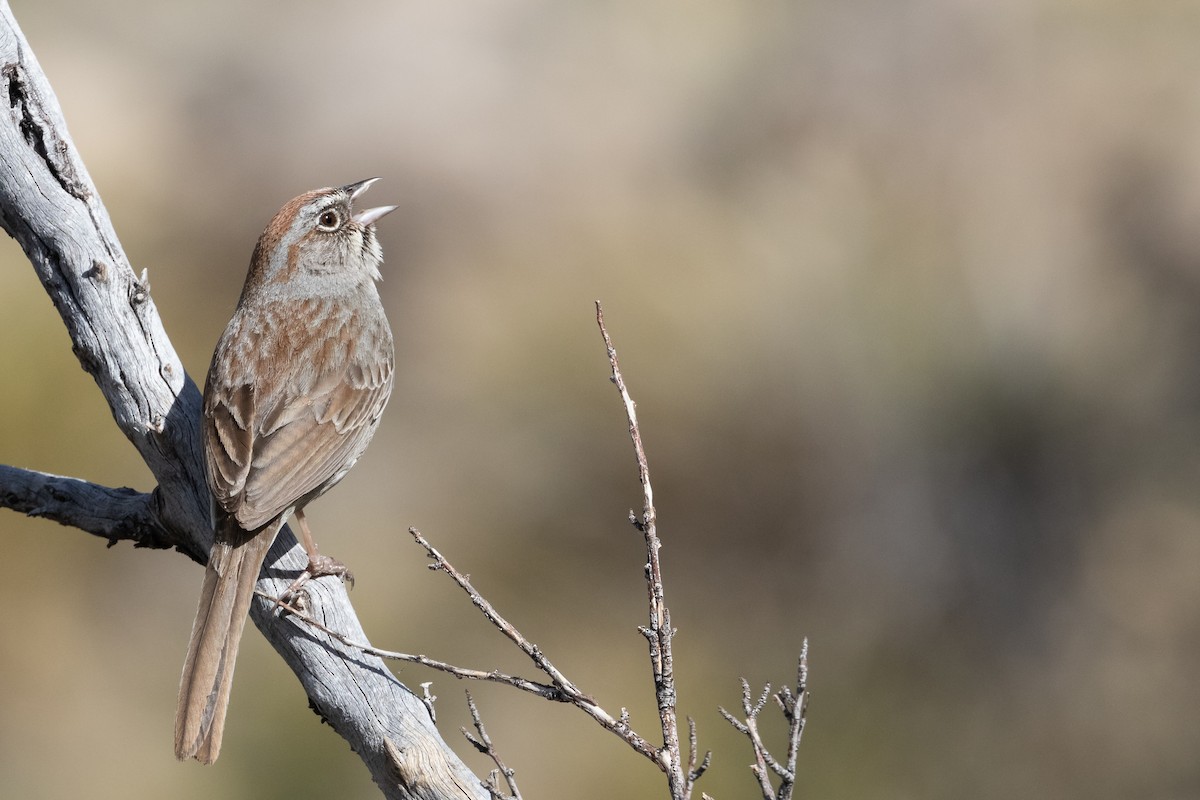 Rufous-crowned Sparrow - ML228492281