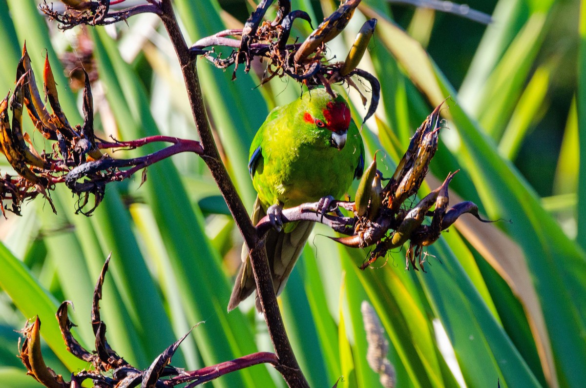 Red-crowned Parakeet - ML228495041