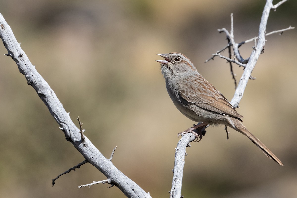Rufous-crowned Sparrow - ML228496761