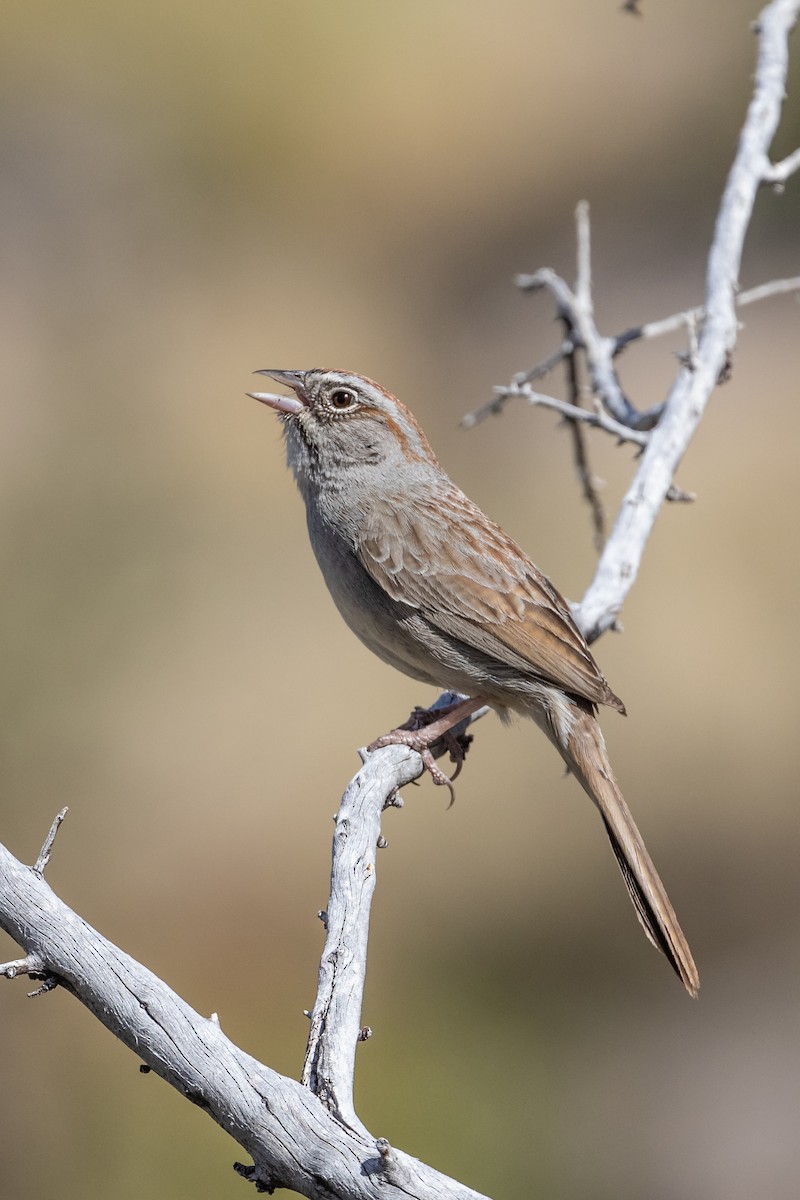 Rufous-crowned Sparrow - ML228496821