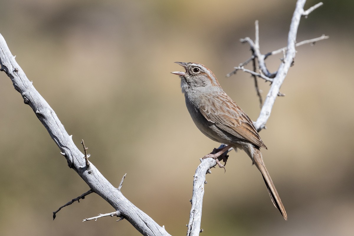 Rufous-crowned Sparrow - Mike Andersen