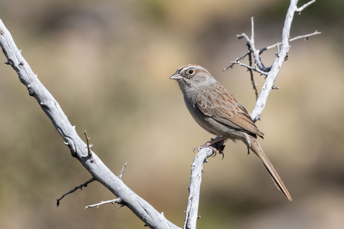 Rufous-crowned Sparrow - ML228496871