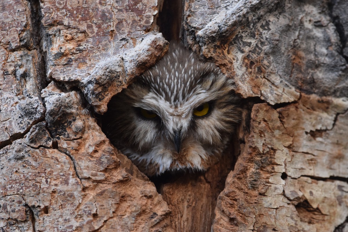 Northern Saw-whet Owl - ML228498451