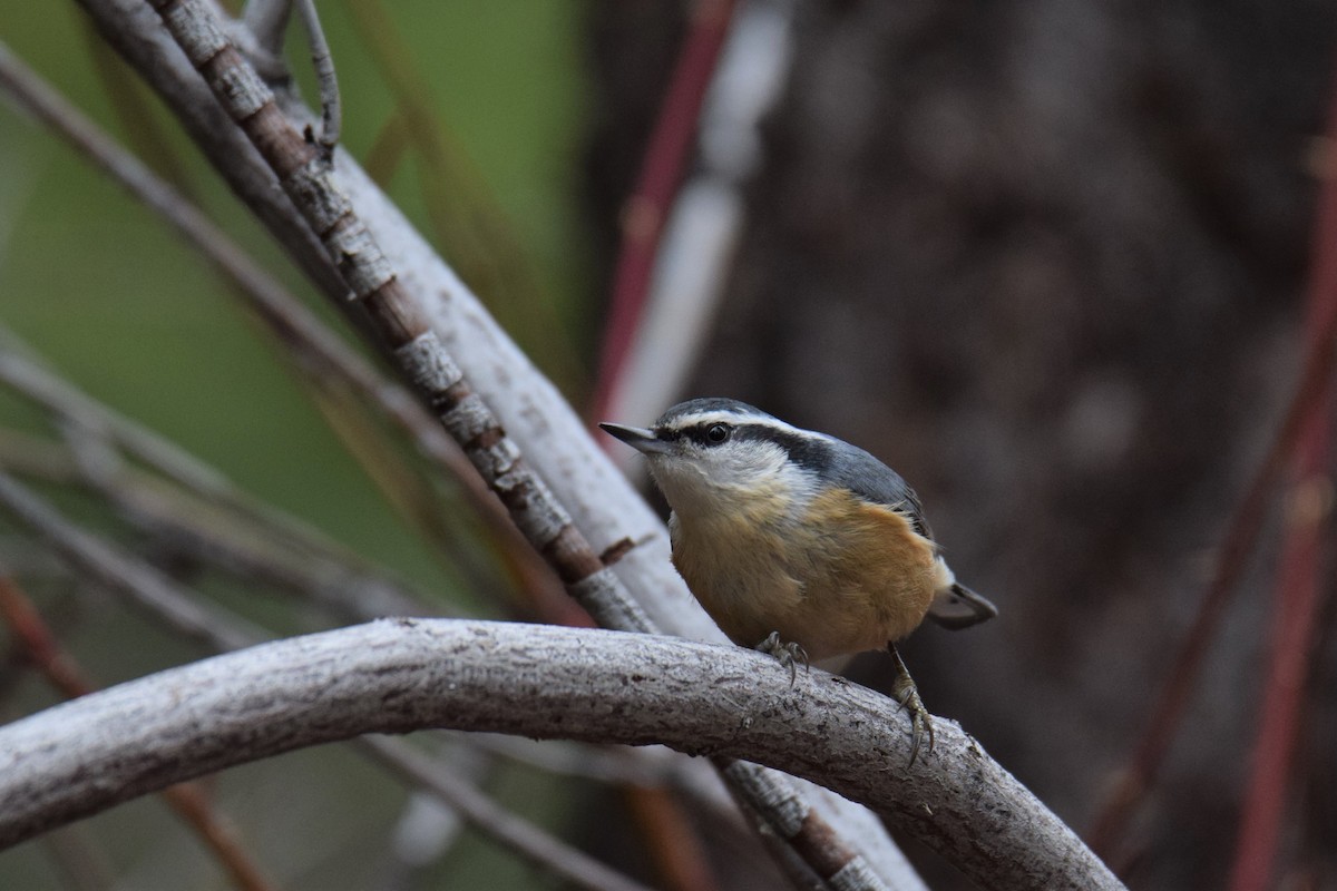 Red-breasted Nuthatch - ML228499891