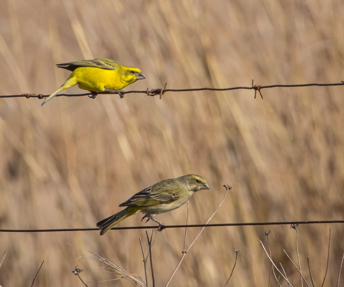 Yellow Canary - Duncan McKenzie