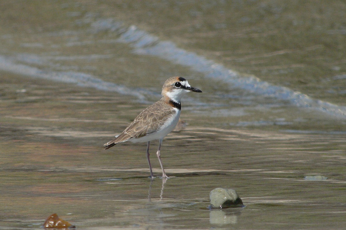 Collared Plover - ML228503841