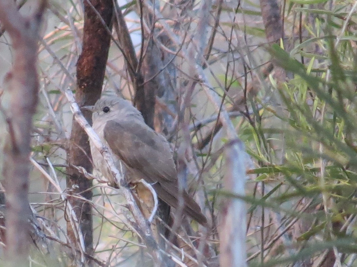 Brush Cuckoo (Australasian) - Peter Taylor (ex Birding SW)