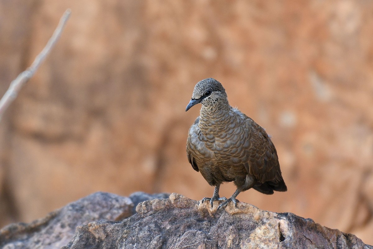 White-quilled Rock-Pigeon - Jacques Erard