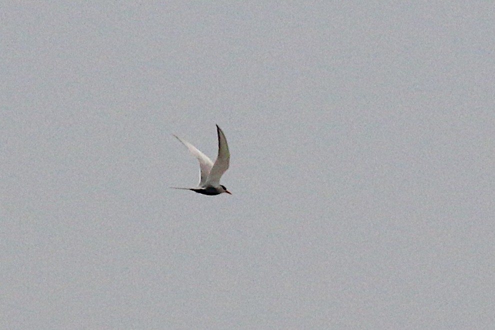 Black-bellied Tern - Leith Woodall