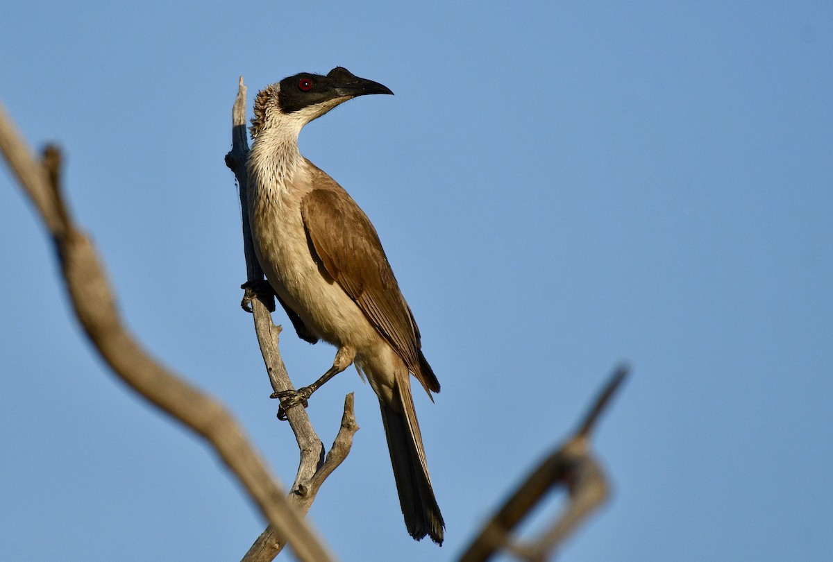 Silver-crowned Friarbird - ML228505561