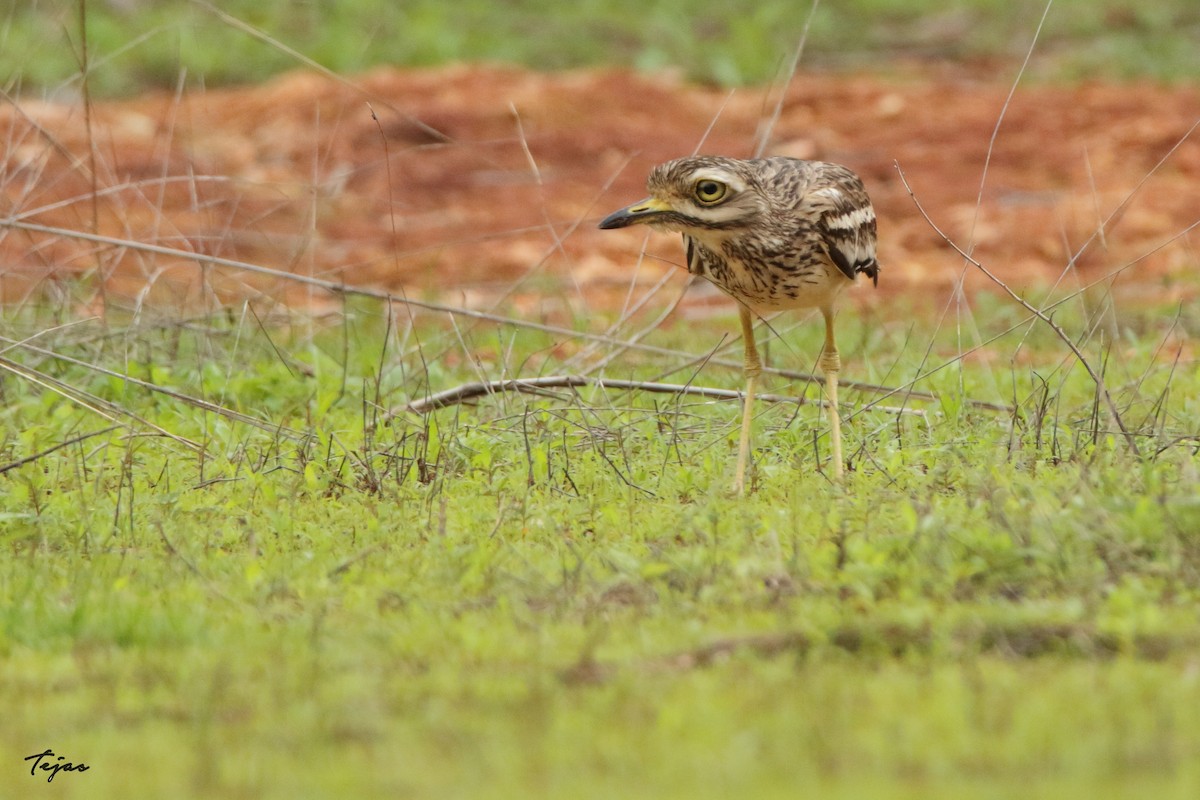 Indian Thick-knee - tejas k rao