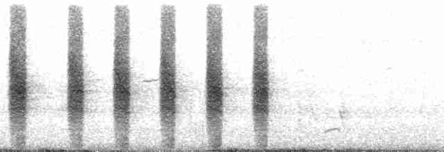 Flötenstärling (auricollis) - ML22851