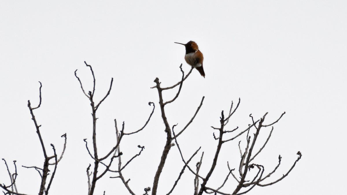 Rufous Hummingbird - Dan Hackley