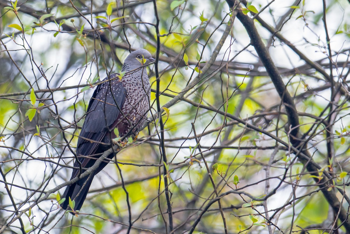 Speckled Wood-Pigeon - ML228516721