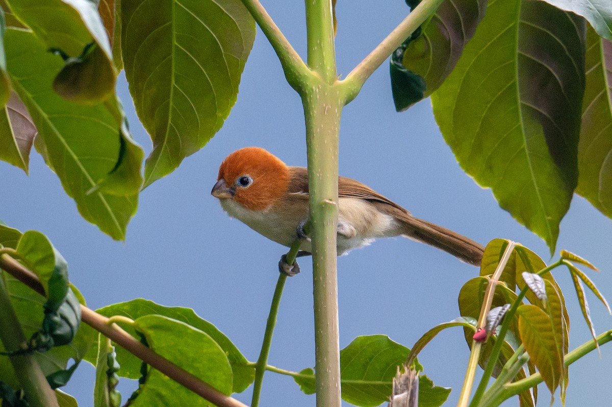 White-breasted Parrotbill - ML228516811