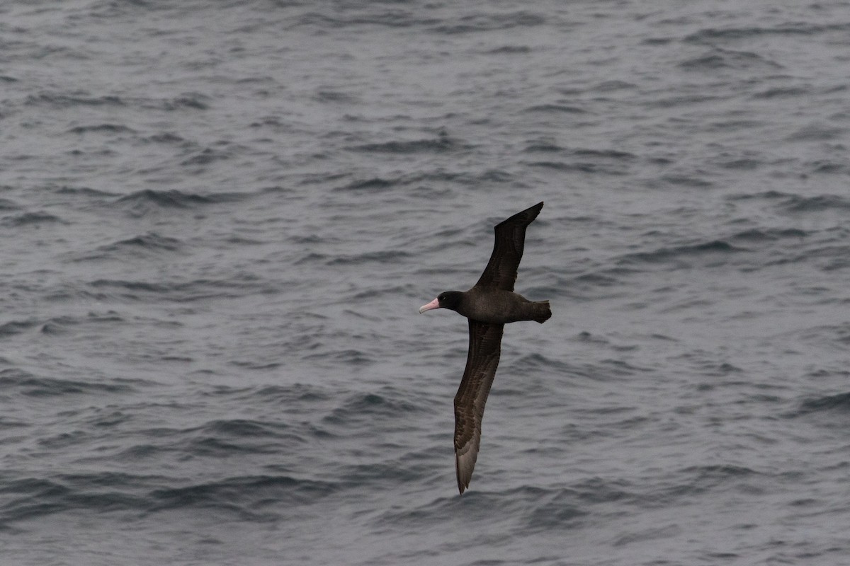 Short-tailed Albatross - ML228517081