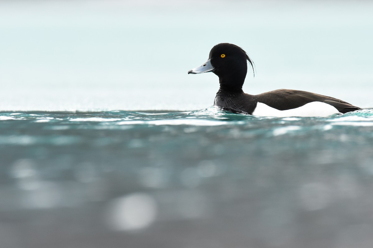 Tufted Duck - Andy Bankert