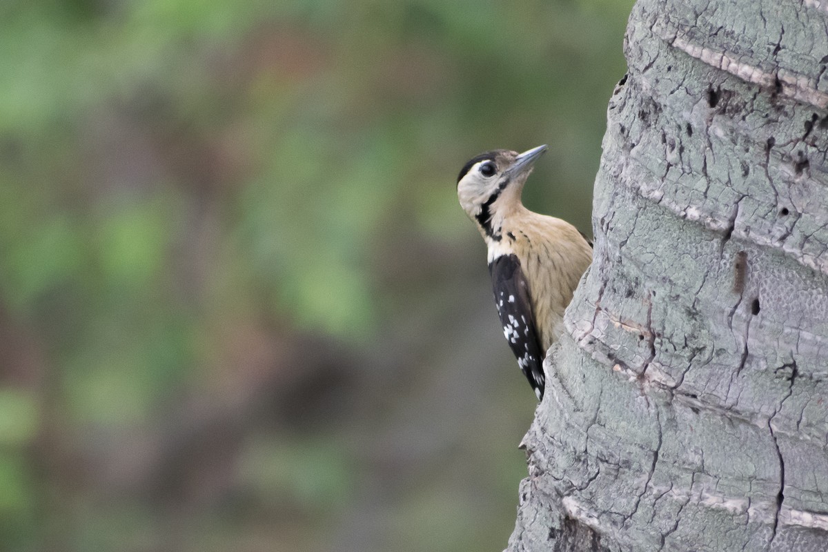 Fulvous-breasted Woodpecker - Shounak Das